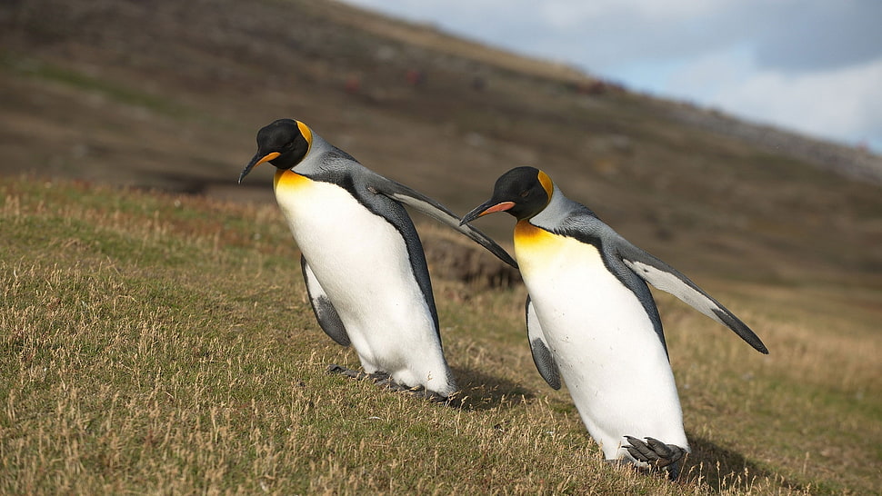 two standing penguins on green grass field HD wallpaper