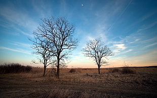 three bare trees on open field HD wallpaper