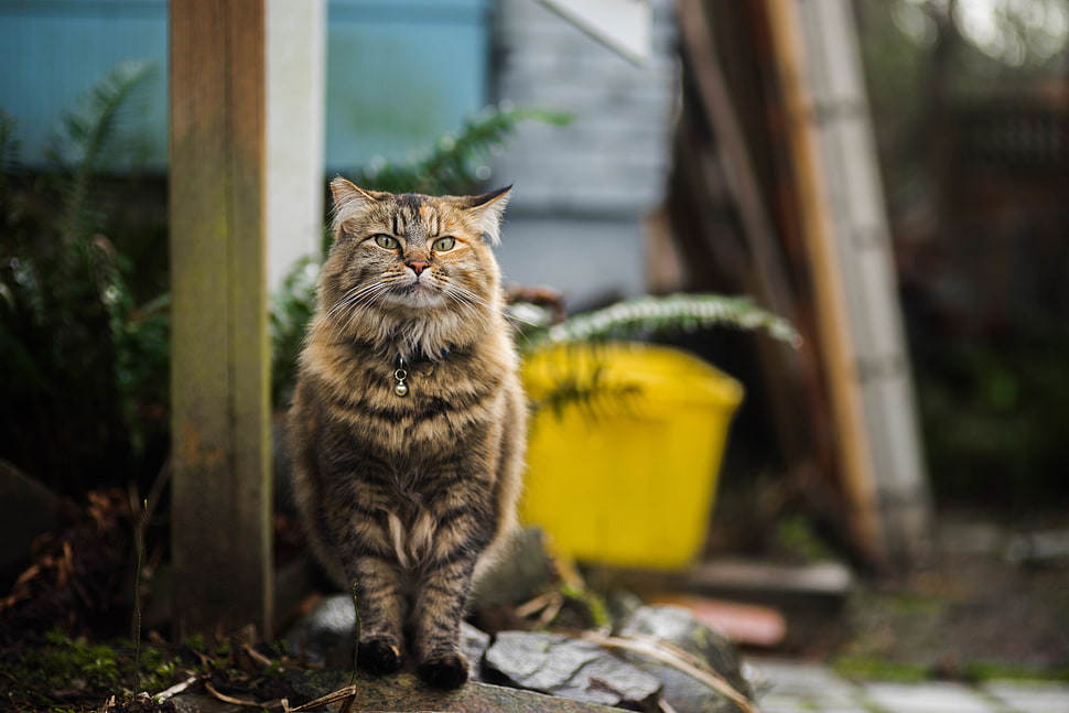 gray and brown tabby cat HD wallpaper