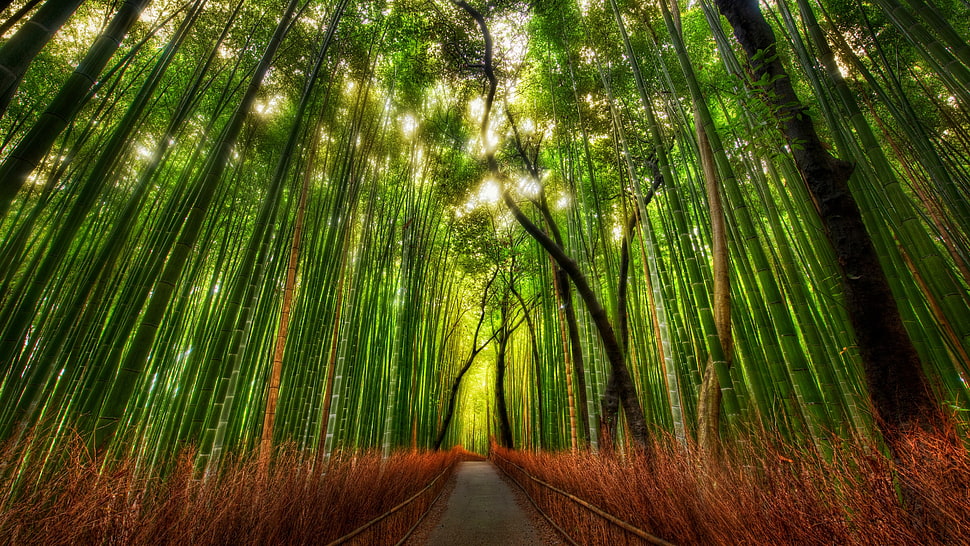 pathway in between forest HD wallpaper