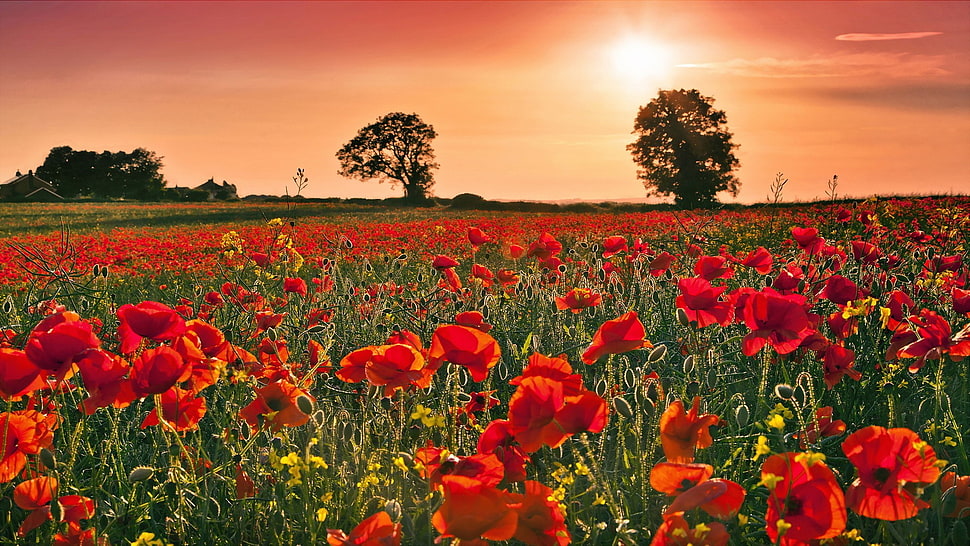 red poppy flower field during sunset HD wallpaper