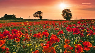 red poppy flower field during sunset HD wallpaper