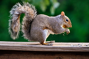 brown squirrel during daytime HD wallpaper
