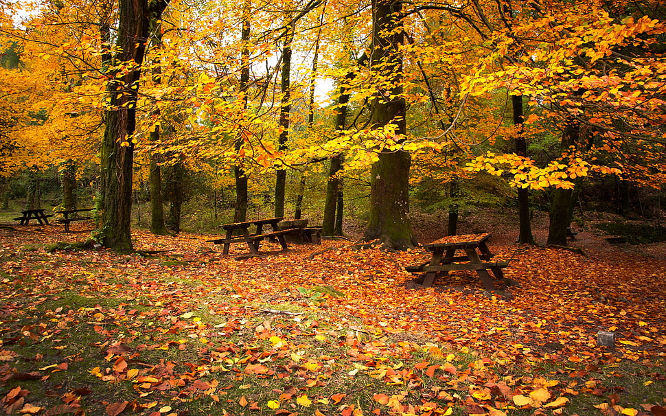 brown wooden picnic benches under yellow leaf trees HD wallpaper