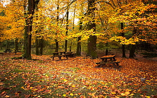 brown wooden picnic benches under yellow leaf trees