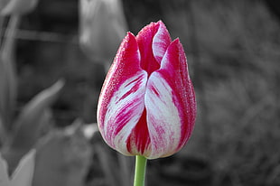 shallow focus on a white and red tulip HD wallpaper