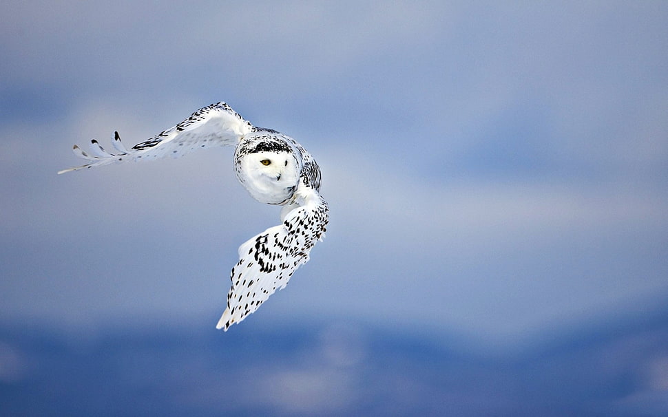black and white Owl flying during daytime HD wallpaper