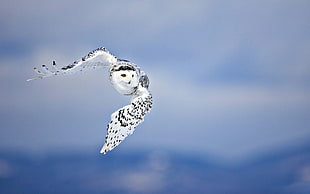 black and white Owl flying during daytime