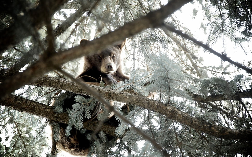 Bear,  Tree,  Nature HD wallpaper