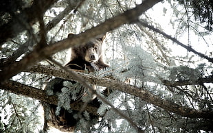 Bear,  Tree,  Nature