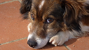 adult long-coated brown, white, and black dog, animals, dog