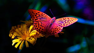 Gulf Fritillary butterfly perched on yellow petaled flowers