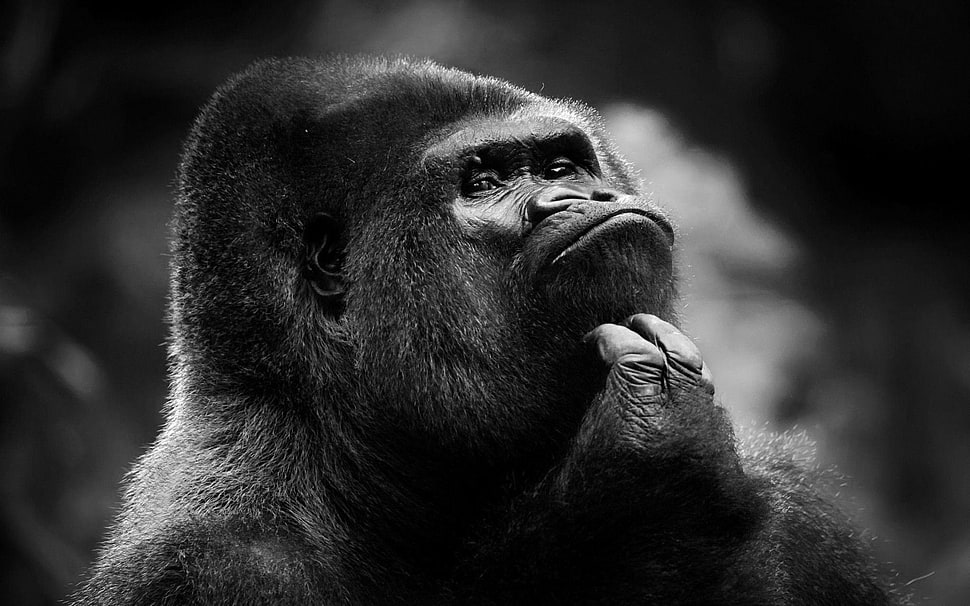 Gorilla in black and white photo HD wallpaper