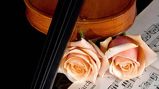 two beige roses on music note HD wallpaper