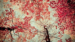 nature, leaves, fall