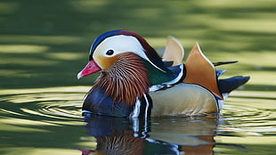 male madarin duck floating on body of water HD wallpaper
