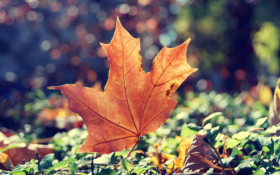 closeup photo of dried maple leaf HD wallpaper