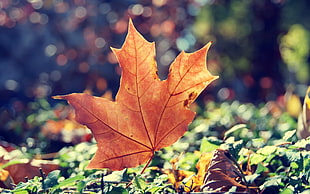 closeup photo of dried maple leaf