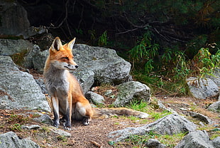 orange and white fox during daytime