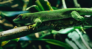 green lizard, Lizard, Reptile, Color HD wallpaper