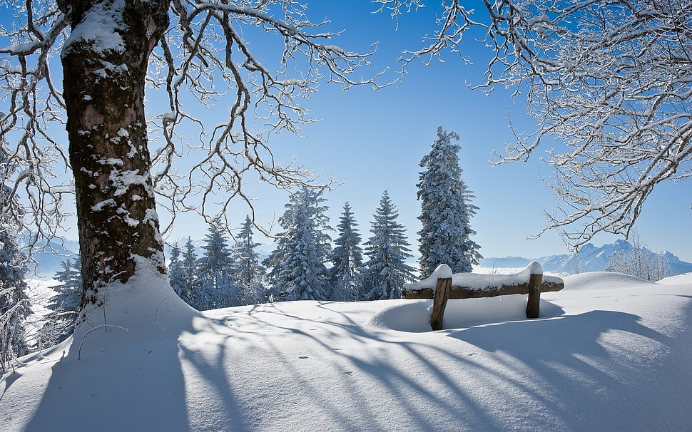 snow covered trees photography HD wallpaper