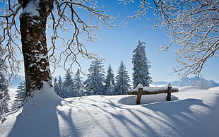 snow covered trees photography