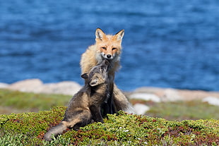 tan fox during daytime, red fox