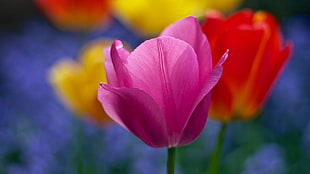 close up photography of pink Tulip flower HD wallpaper
