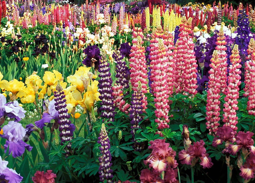 variety of flower lot HD wallpaper