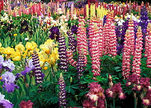 variety of flower lot HD wallpaper