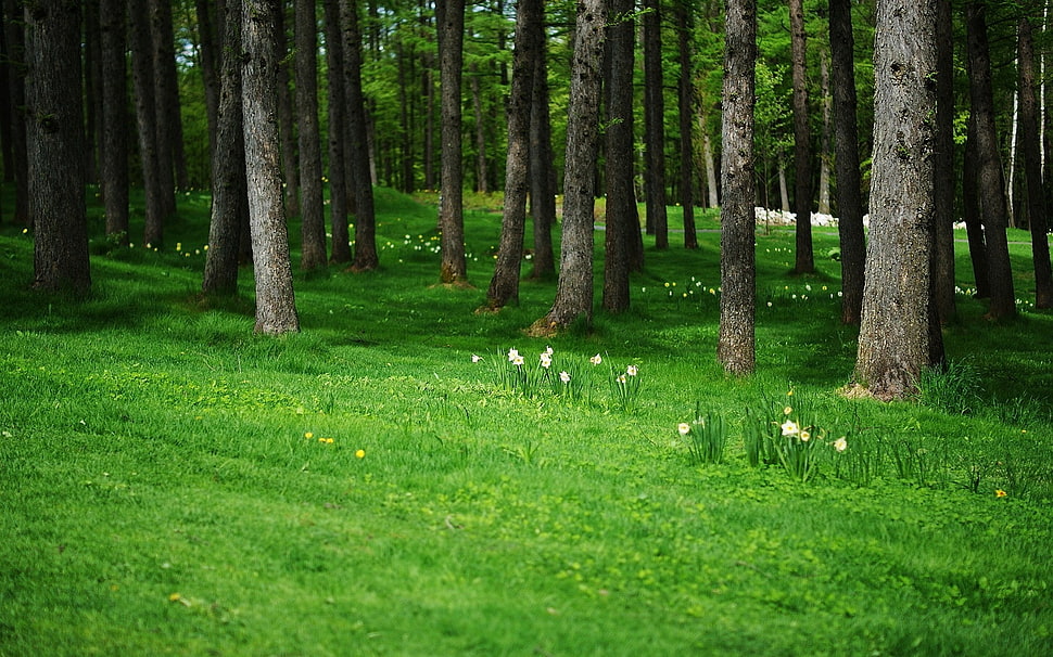 trees surrounding grass during daytime HD wallpaper