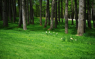 trees surrounding grass during daytime HD wallpaper
