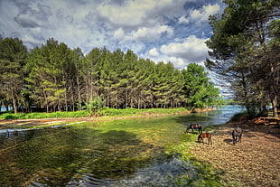three horses near bodies of water and trees