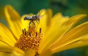 black bee-mimic fly on yellow multi-petal flowers in macro photography during daytime HD wallpaper