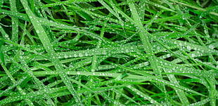 close up photo of water drops in green grass HD wallpaper