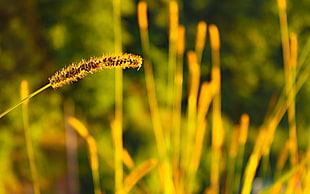 yellow and black leaf plant, nature, spikelets, blurred, macro HD wallpaper