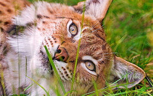 brown liones lays on grasses