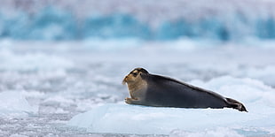 shallow focus photography of seal on top of ice