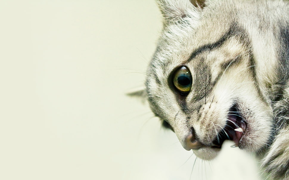 selective focus photo of silver tabby cat HD wallpaper