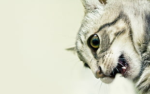 selective focus photo of silver tabby cat