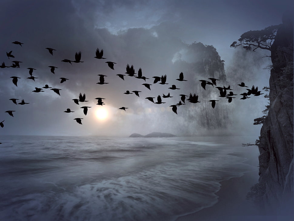 photography of flocks of birds flying under gray sky during daytime HD wallpaper