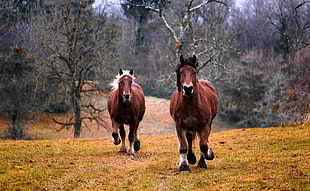 photo of two brown horses running on yellow field near trees