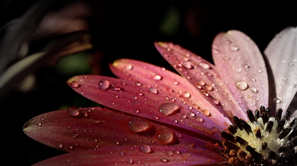 macro photography of water droplets on purple flower petals HD wallpaper