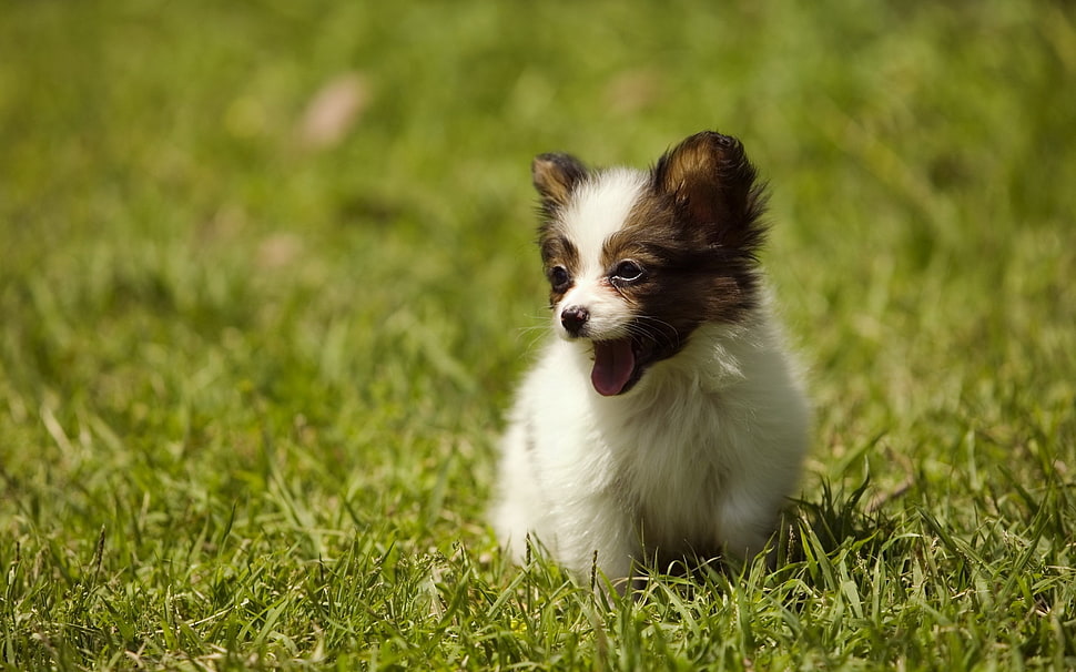 brown and white Papillon puppy on grass field HD wallpaper