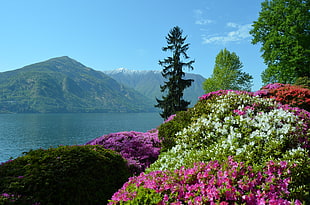 flower garden near body of water under blue sky, lago di como