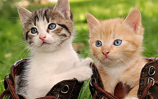 two tabby kitten on brown leather boots near green grass