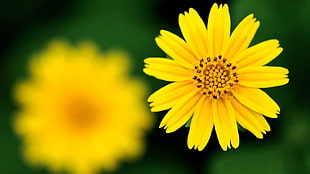 yellow Sanvitalia flower in bloom close-up photo