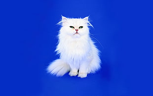 white Persian cat HD wallpaper