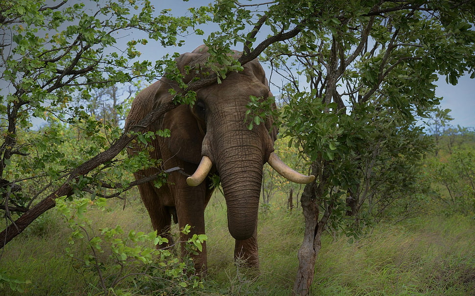 elephant in forest HD wallpaper