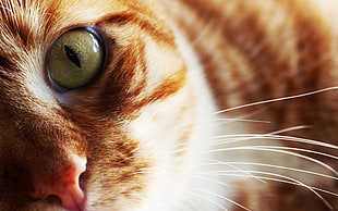 macroshot photo of brown tabby cat eye